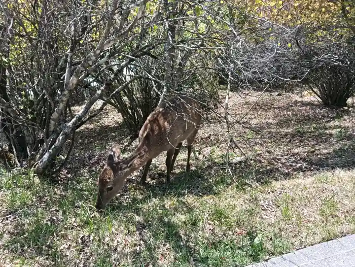 三峯神社の{uncategorized: "未分類", other: "その他", undefined: "問題あり", building: "その他建物", grave: "お墓", sacred_gate: "鳥居", guardian: "狛犬", statue: "像", buddha: "仏像", history: "歴史", nature: "自然", garden: "庭園", animal: "動物", pagoda: "塔", temizu: "手水舎", mountain_gate: "山門・神門", sanctuary: "本殿・本堂", subordinate: "末社・摂社", art: "芸術", scenery: "景色", jizo: "地蔵", ema: "絵馬", goshuin: "御朱印", omikuji: "おみくじ", items: "授与品その他", amulet: "お守り", goshuincho: "御朱印帳", eats: "食事", festival: "お祭り", votive_dance: "神楽", shichigosan: "七五三参", wedding: "結婚式", experience: "体験その他", initially: "初詣", around: "周辺", anti_infection: "感染症対策"}
