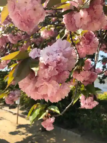 誉田八幡宮の自然