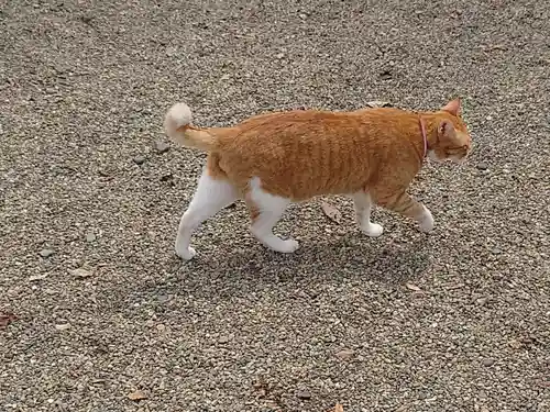 八枝神社の動物