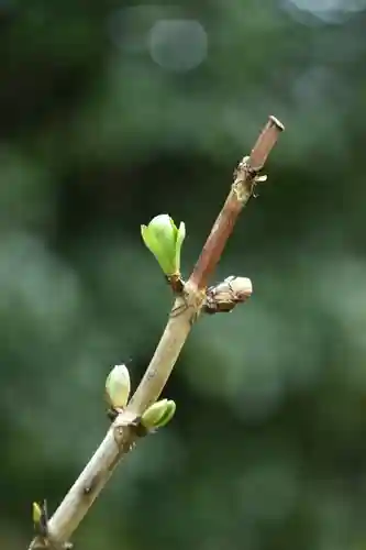 正安寺(神奈川県)