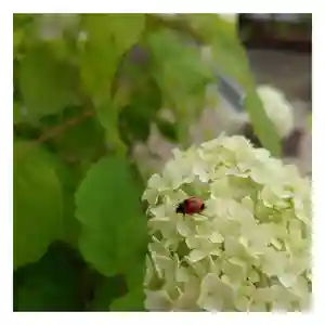 岐阜稲荷山本社(岐阜県)(2022年06月21日(火) 19時58分34秒投稿)