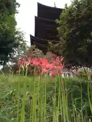 国宝 大法寺の自然