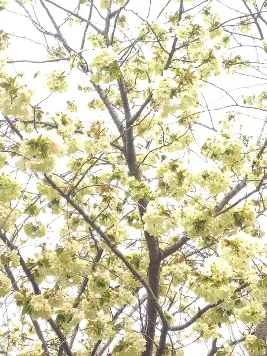 和霊神社の自然