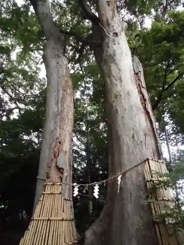 倉見神社の自然