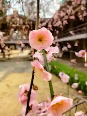 妙法寺(東京都)