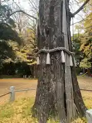 赤坂氷川神社(東京都)