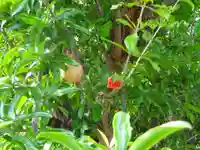 伊勢原 法泉寺の自然