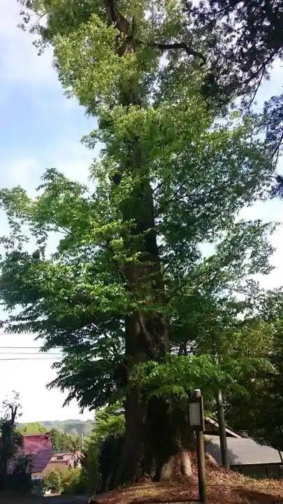 荒橿神社の自然