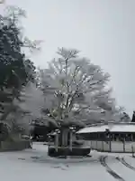 沙沙貴神社の自然