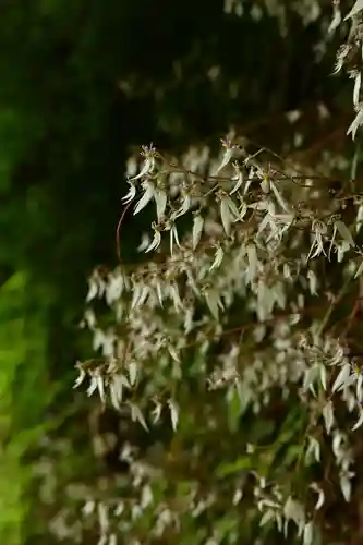 多聞寺 奥之院 灌頂院(徳島県)