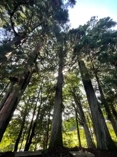 戸隠神社火之御子社の自然