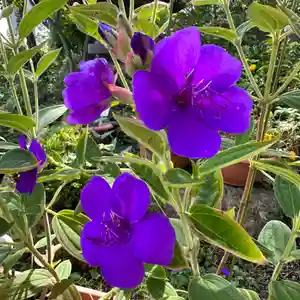 豊景神社の自然(2023年09月13日(水) 11時39分51秒投稿)