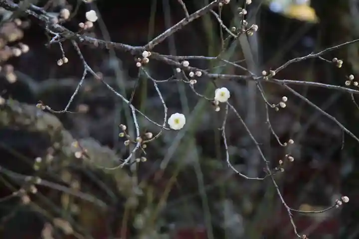 北口本宮冨士浅間神社(山梨県)