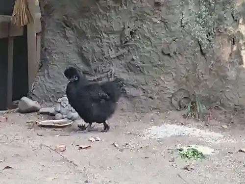 穂高神社本宮の動物