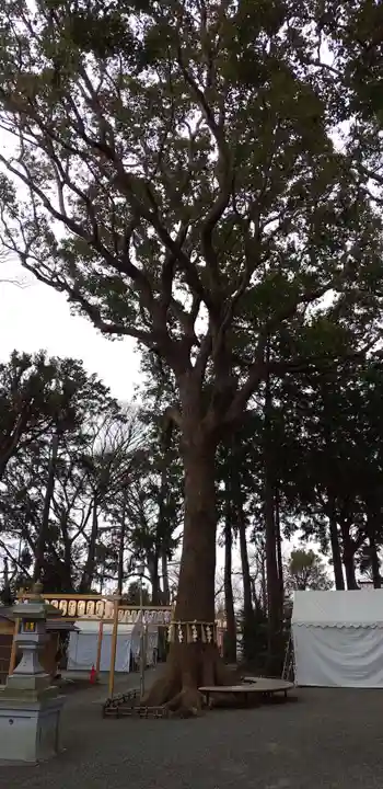 星川杉山神社の自然