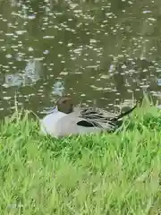 菊田神社の動物