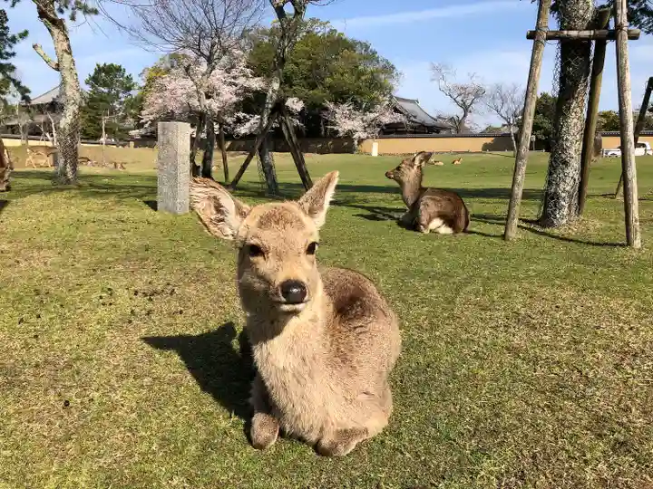 東大寺の動物