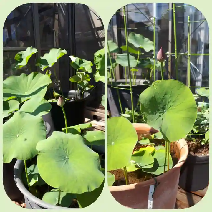 極楽山 浄土寺の自然