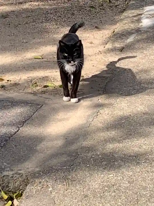 御崎神社の動物
