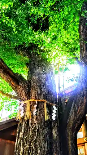 白龍神社の自然