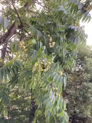 深大寺(東京都)