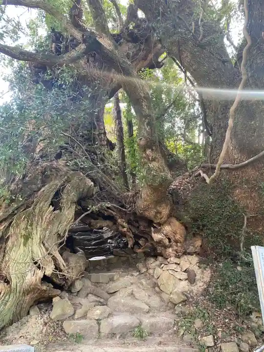 大山祇神社奥の院 生樹の御門の{uncategorized: "未分類", other: "その他", undefined: "問題あり", building: "その他建物", grave: "お墓", sacred_gate: "鳥居", guardian: "狛犬", statue: "像", buddha: "仏像", history: "歴史", nature: "自然", garden: "庭園", animal: "動物", pagoda: "塔", temizu: "手水舎", mountain_gate: "山門・神門", sanctuary: "本殿・本堂", subordinate: "末社・摂社", art: "芸術", scenery: "景色", jizo: "地蔵", ema: "絵馬", goshuin: "御朱印", omikuji: "おみくじ", items: "授与品その他", amulet: "お守り", goshuincho: "御朱印帳", eats: "食事", festival: "お祭り", votive_dance: "神楽", shichigosan: "七五三参", wedding: "結婚式", experience: "体験その他", initially: "初詣", around: "周辺", anti_infection: "感染症対策"}