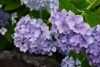 大松禅寺(京都府)