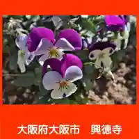 興徳寺(大阪府)