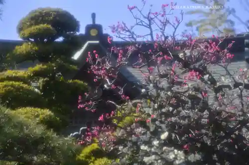 鳩森八幡神社の自然