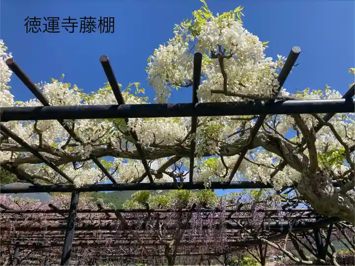 徳運寺(長野県)