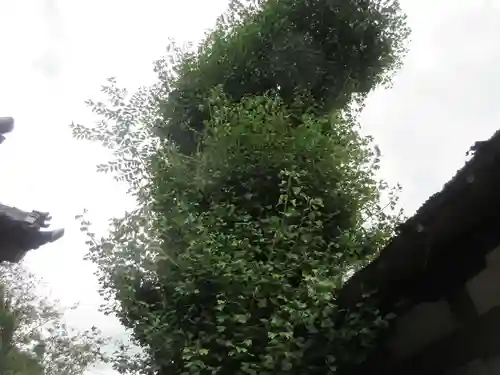 蛭子神社の自然