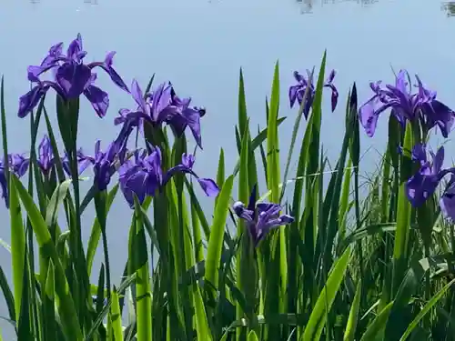 牟禮山観音禅寺の自然