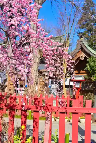 川越八幡宮(埼玉県)