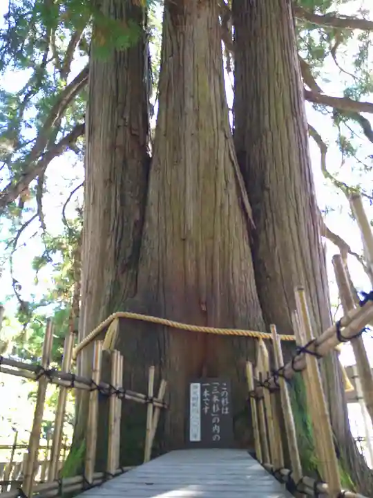 戸隠神社中社の自然
