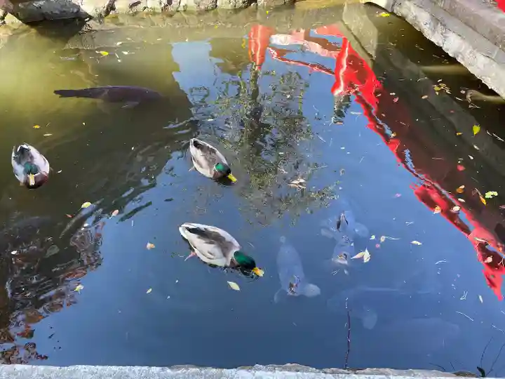 善知鳥神社の動物