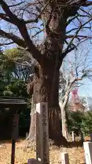 芝東照宮の自然