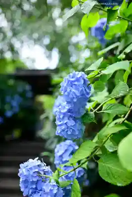 明月院(神奈川県)