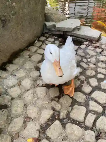 楽法寺（雨引観音）の動物