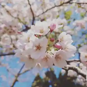 壽徳寺 じゅとくじの自然(2021年04月20日(火) 11時21分08秒投稿)