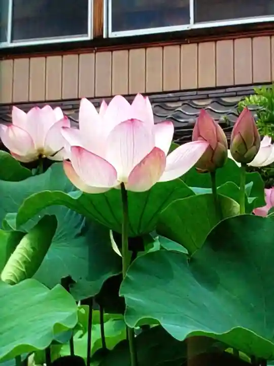 長善寺(東京都)