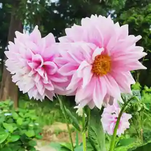 豊景神社(福島県)(2022年06月25日(土) 08時29分55秒投稿)