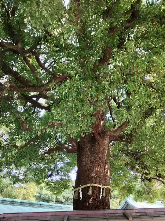 明治神宮(東京都)