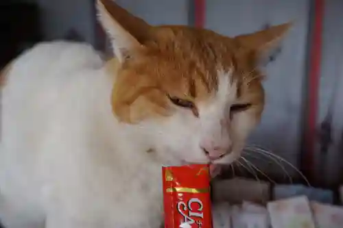 前玉神社の動物