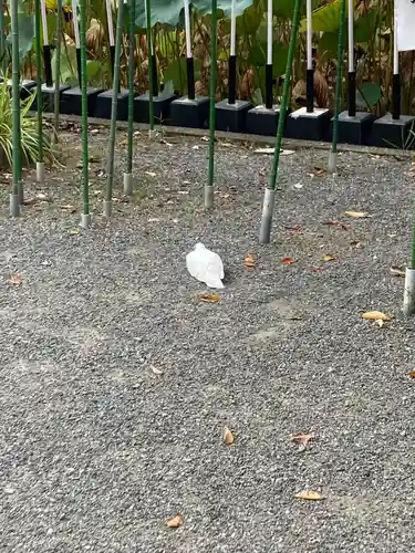 鶴岡八幡宮(神奈川県)