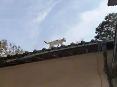 柏諏訪神社(千葉県)