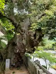 楽法寺（雨引観音）の庭園