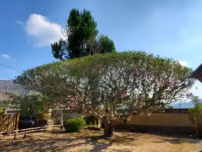 西方寺(さざんかの寺)の自然