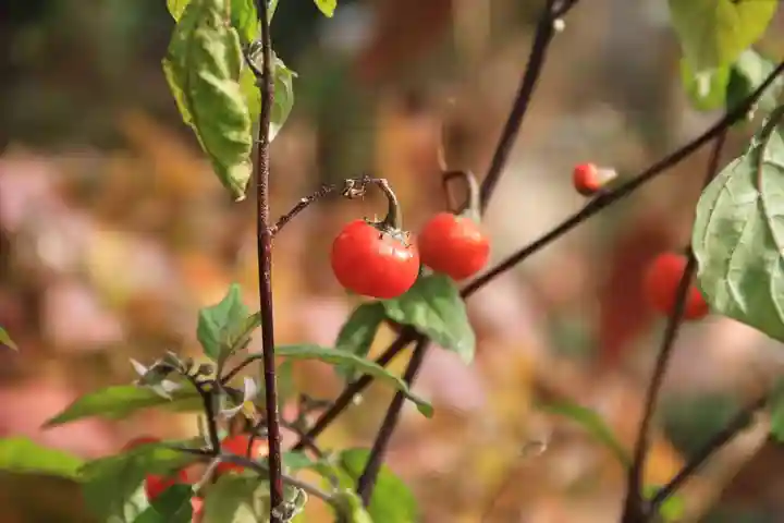 豊景神社の庭園