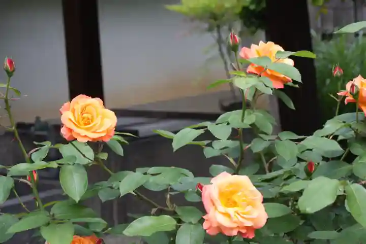 得浄明院(善光寺別院)(京都府)