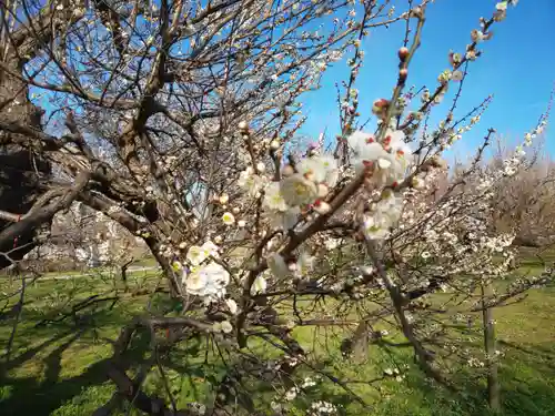 弘道館鹿島神社の自然